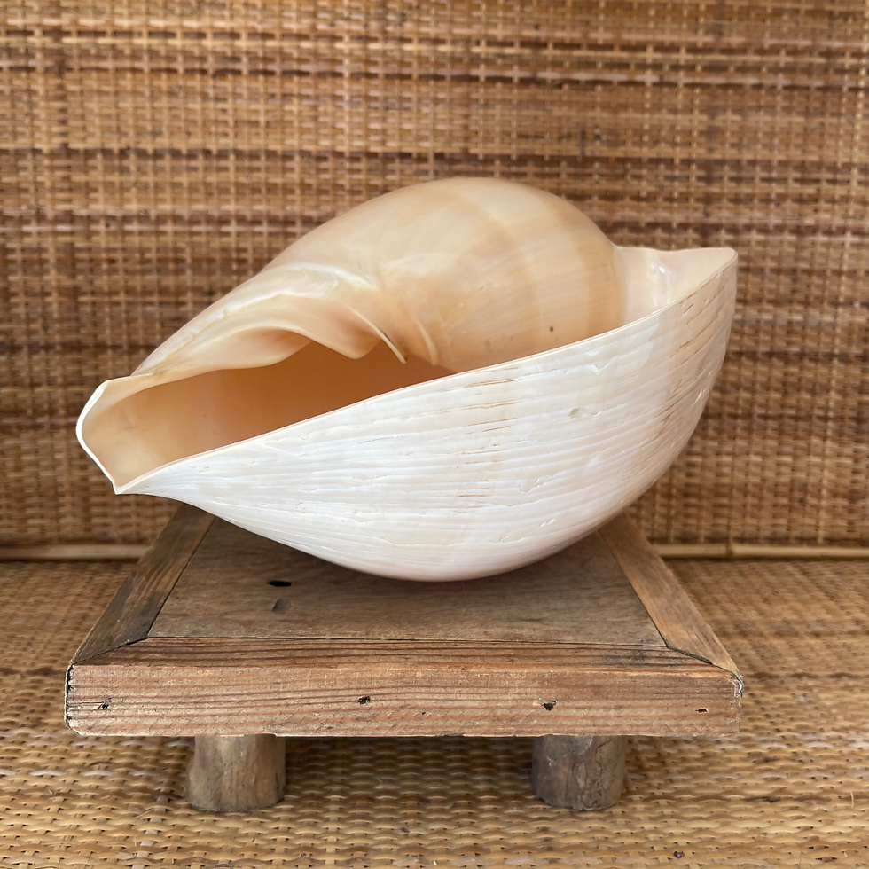Thumbnail: Large Polished Shell