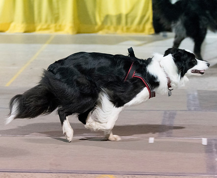 Napanee 2018 Bandit Lindy Martin (2).jpg