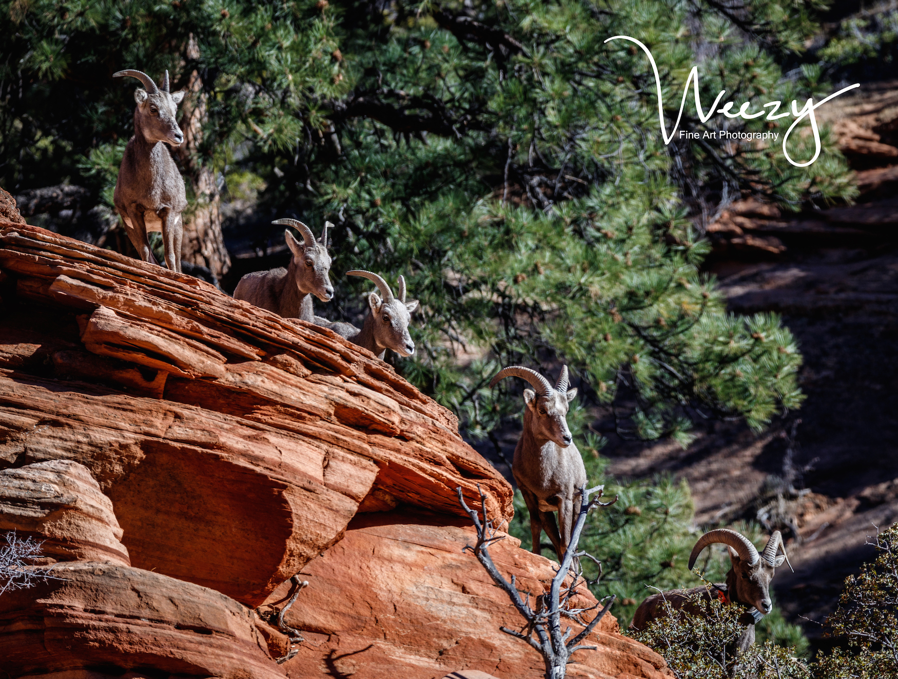 Zion Sheep