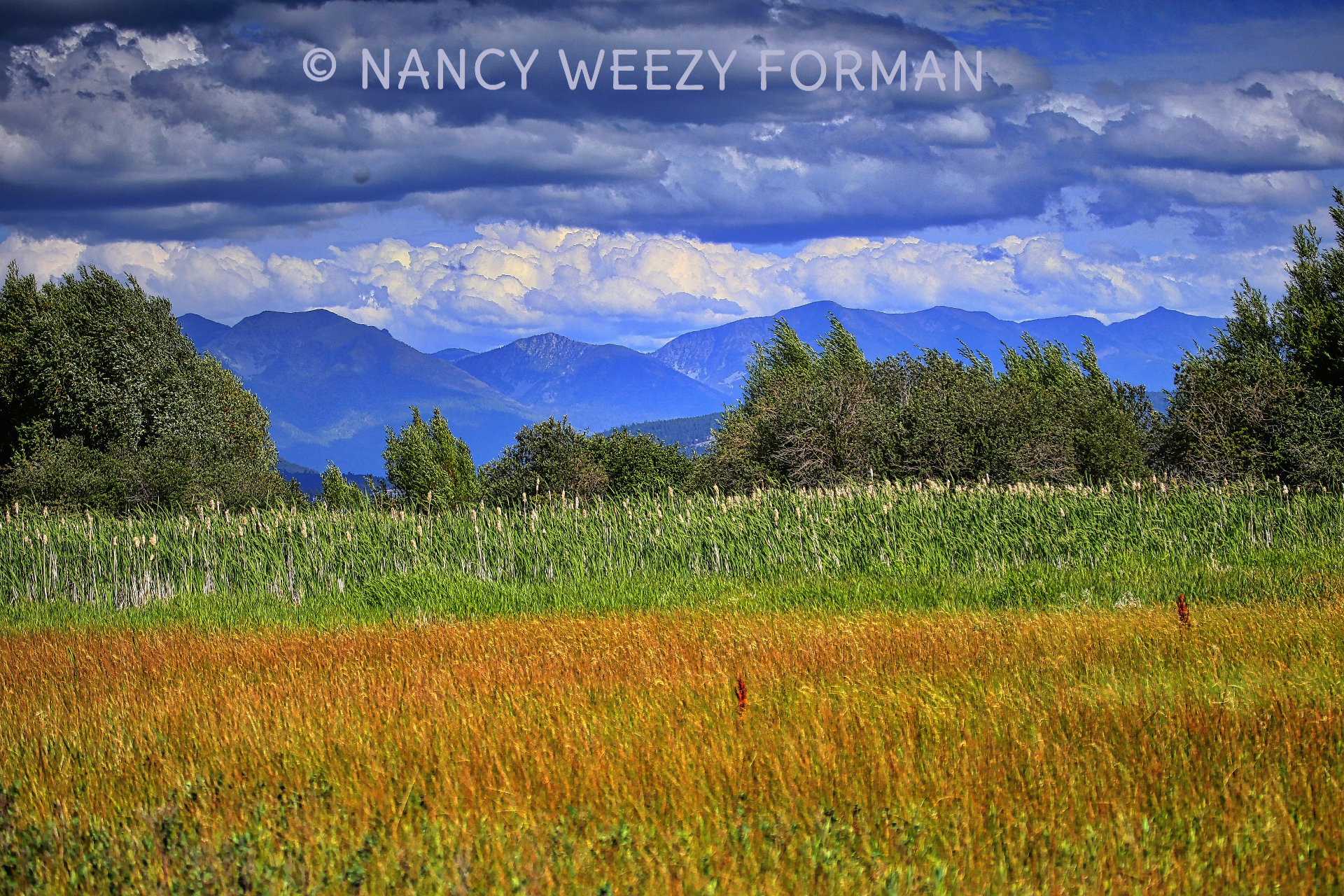 Rainbow Meadow