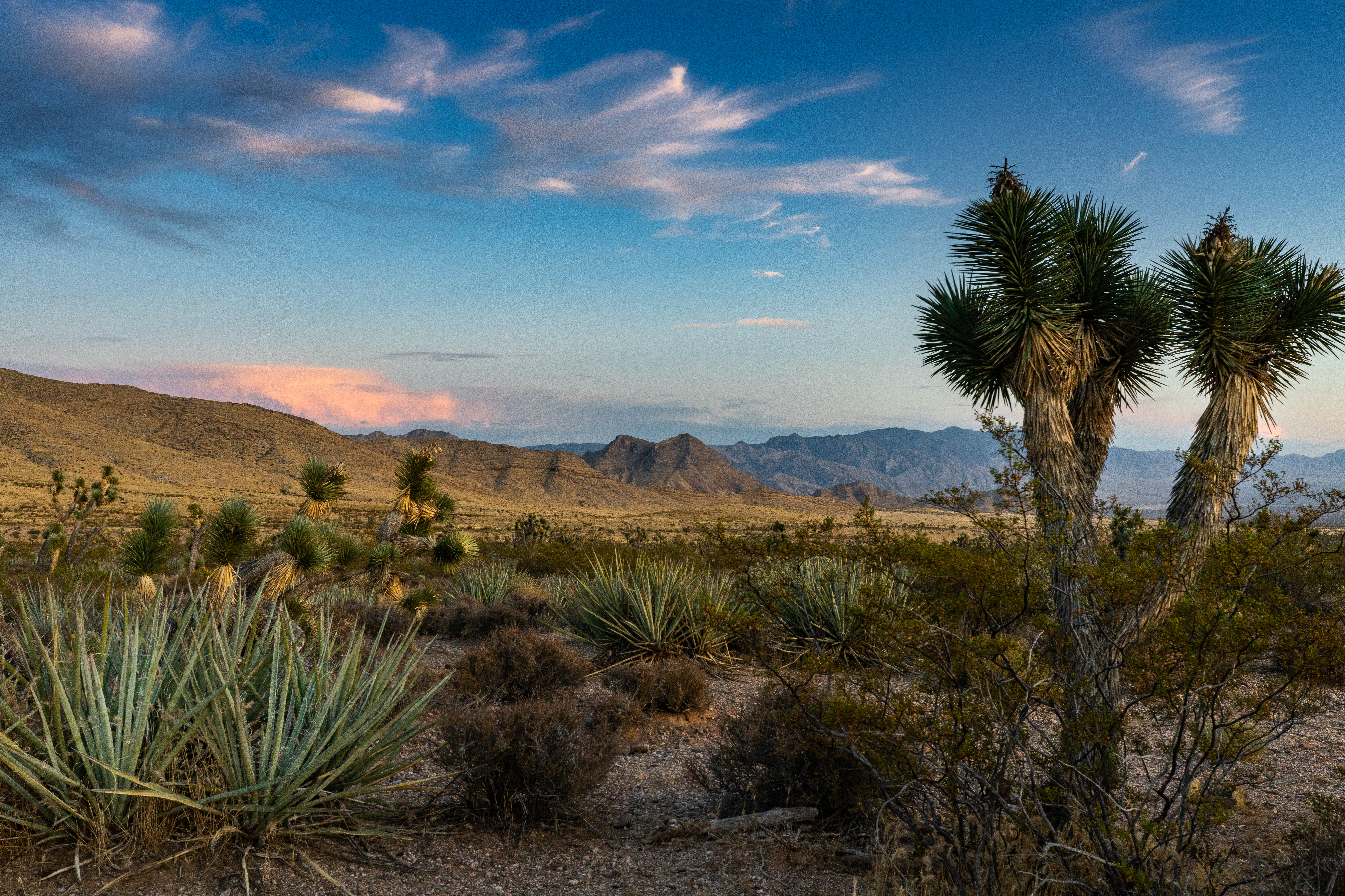 Joshua Desert