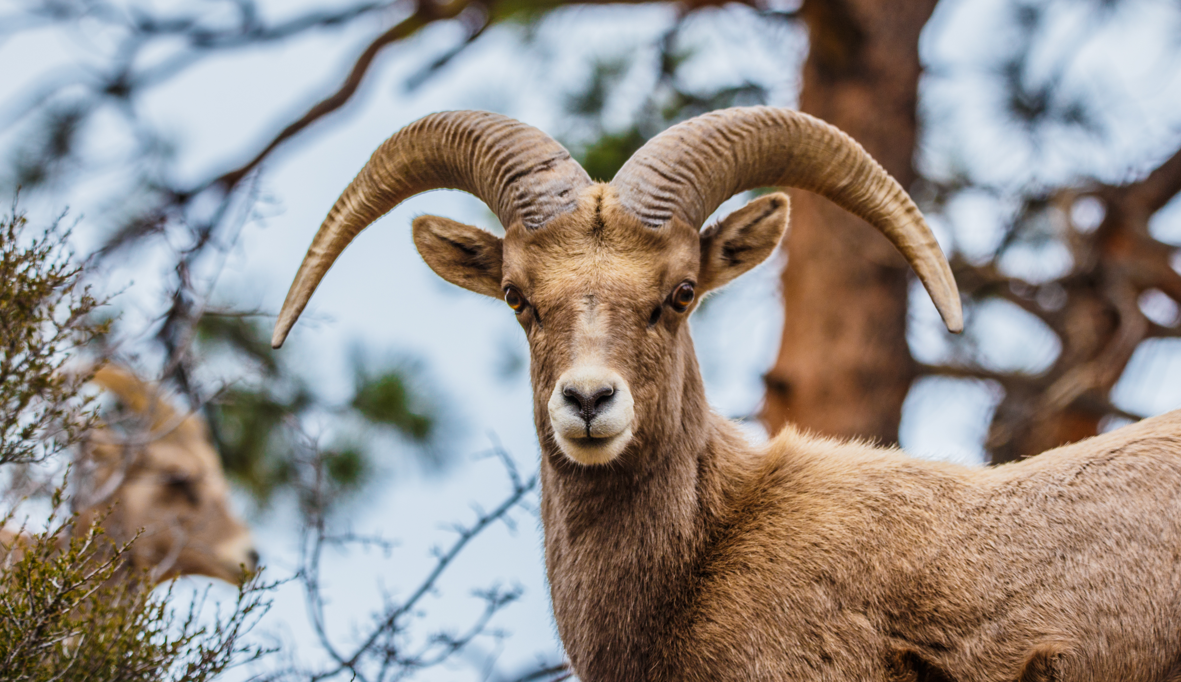 Big Horn