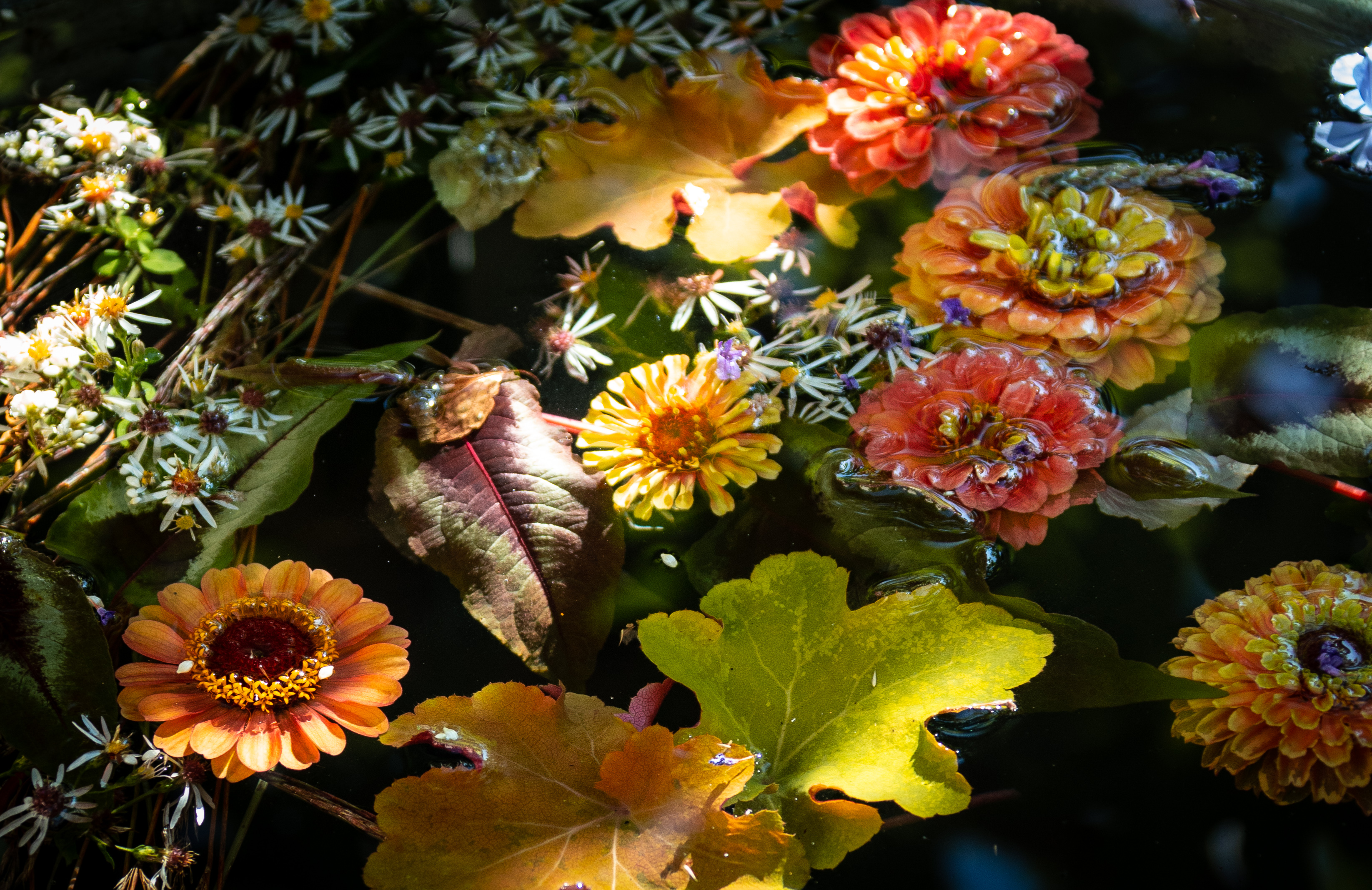 Waterflowers