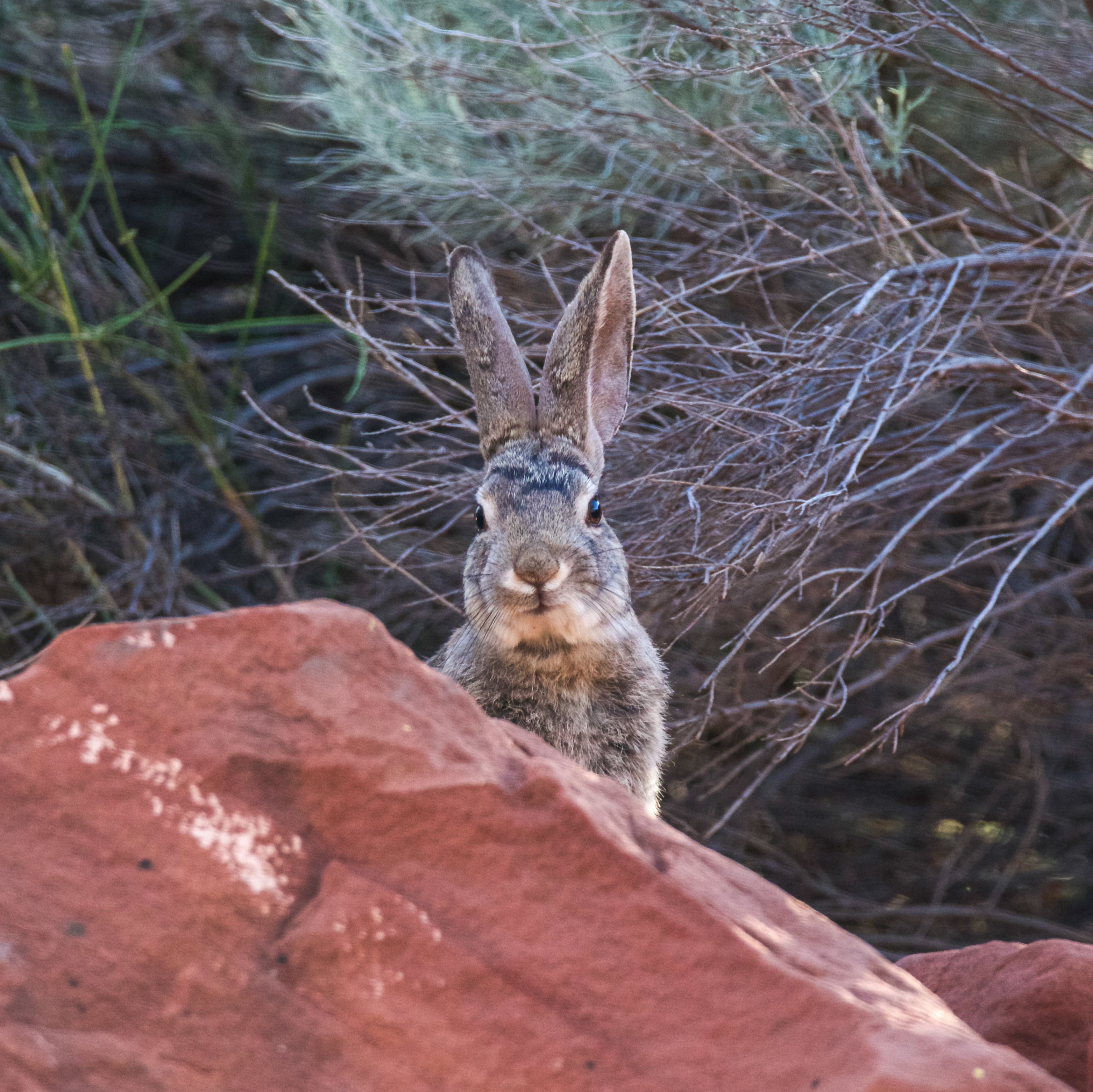 BUN BUN