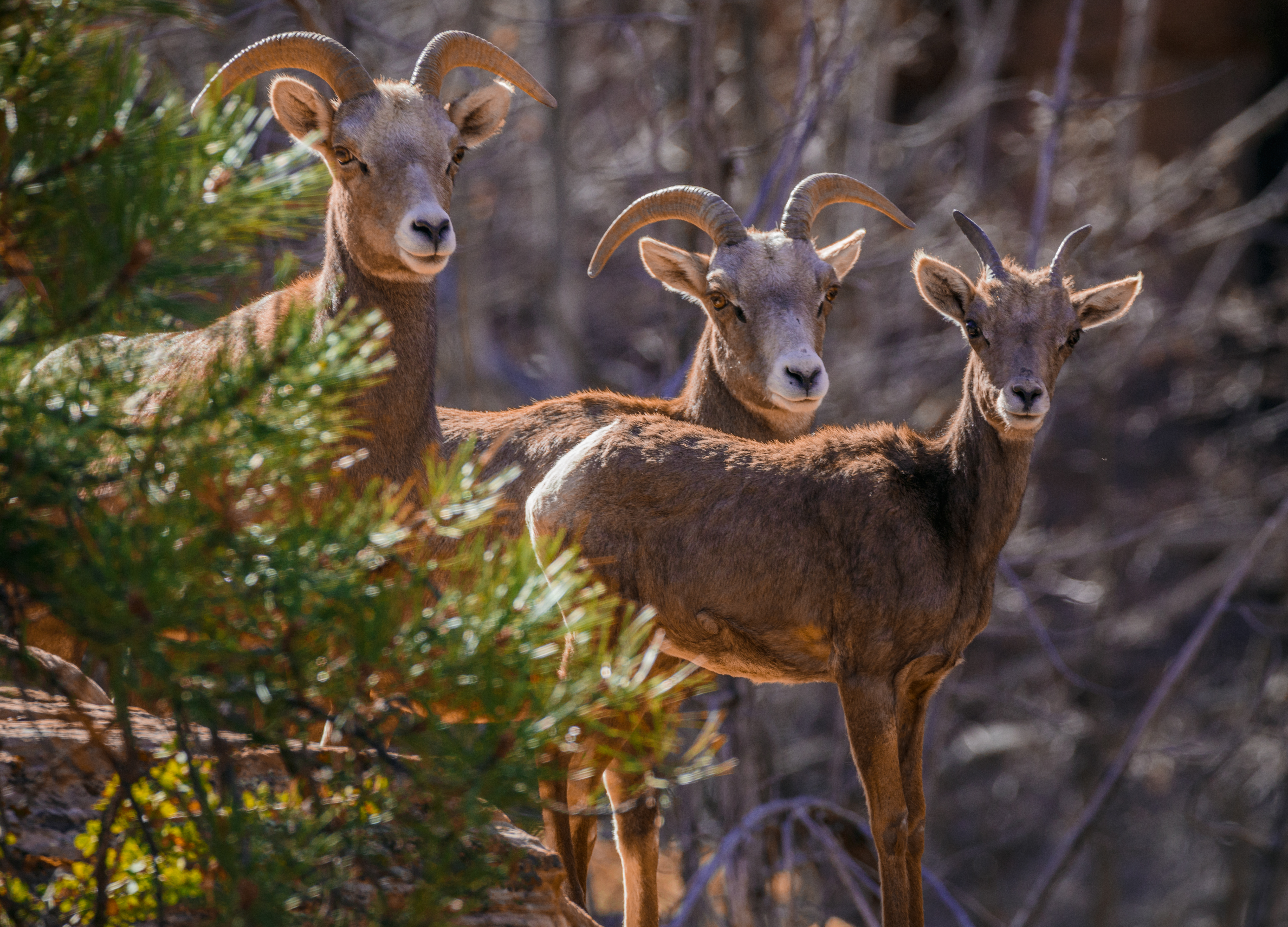 Zion Sheep