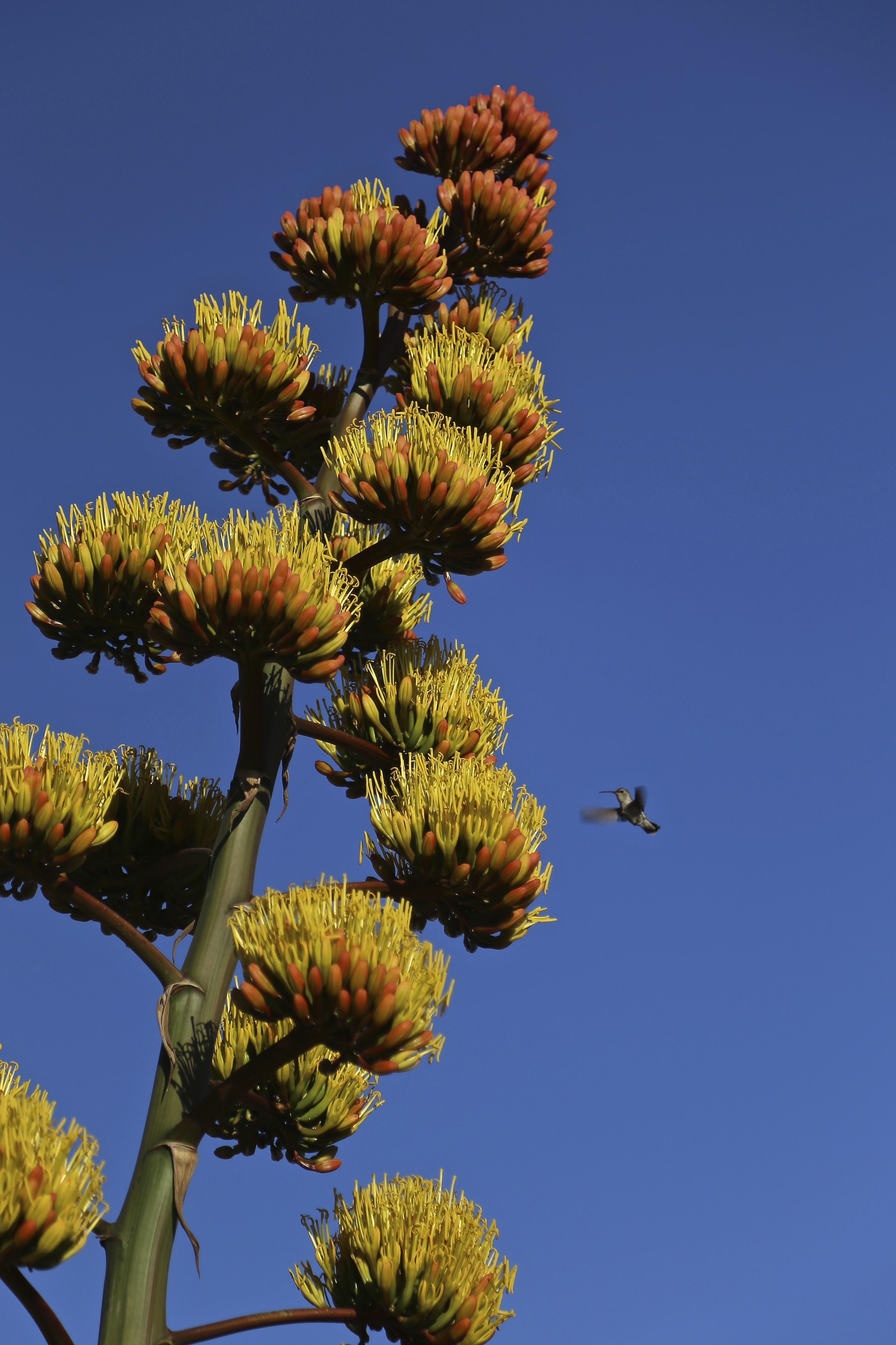 Blooming Nectar