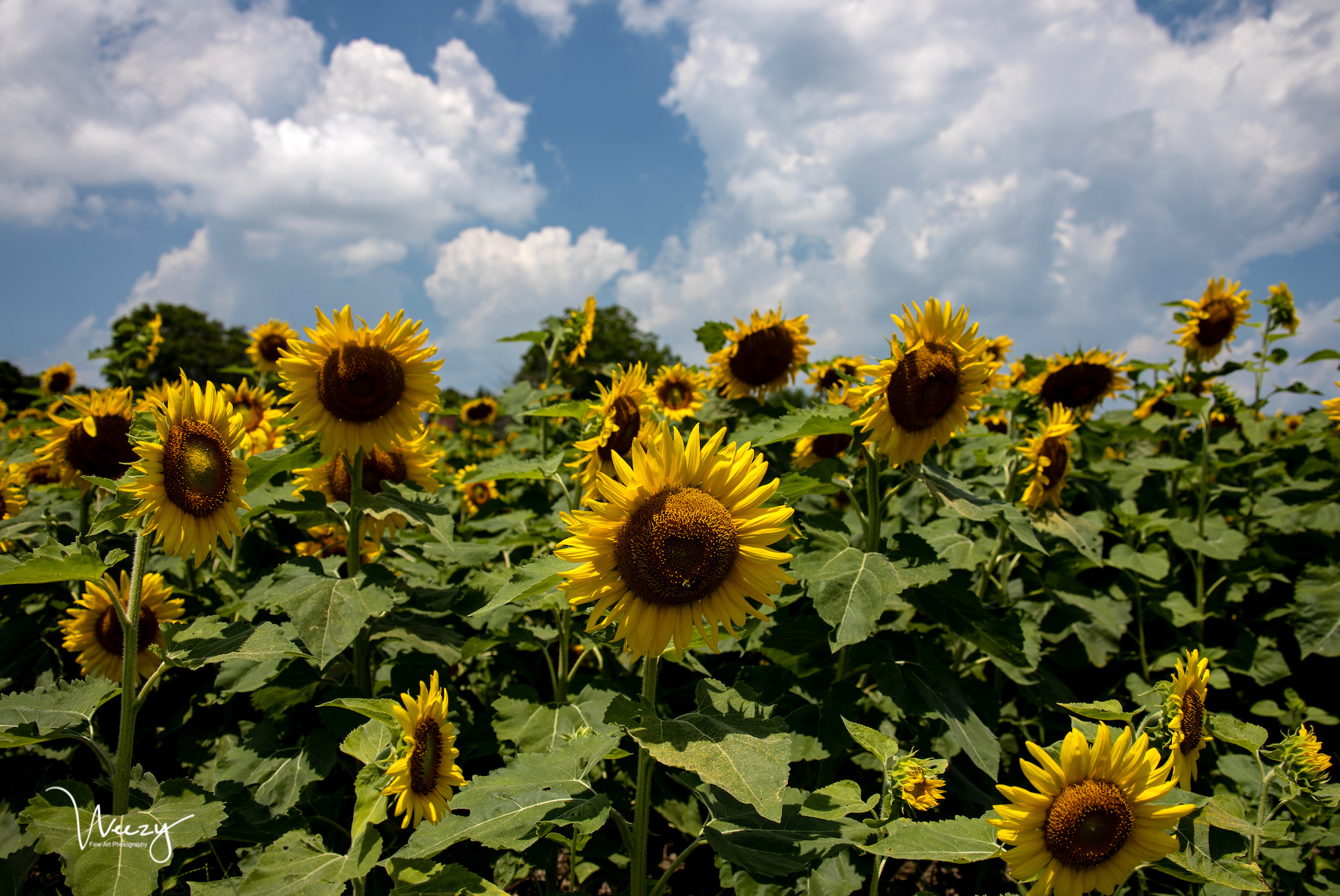 HAPPY FLOWERS