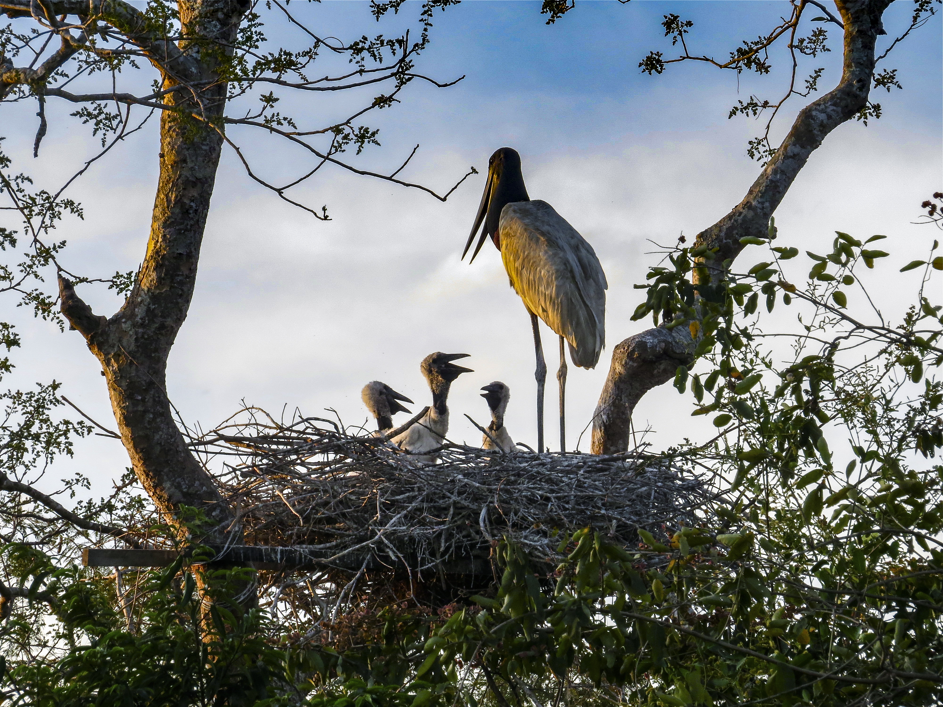 Jabiru Stork Family
