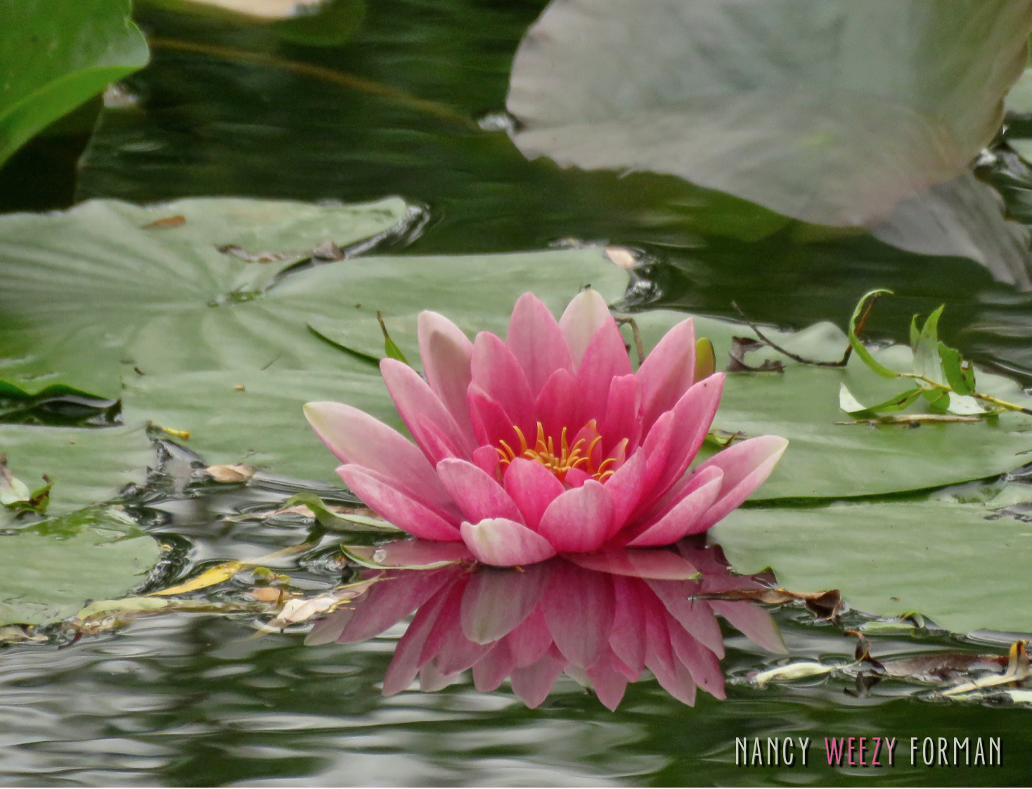 Monet's Lillys