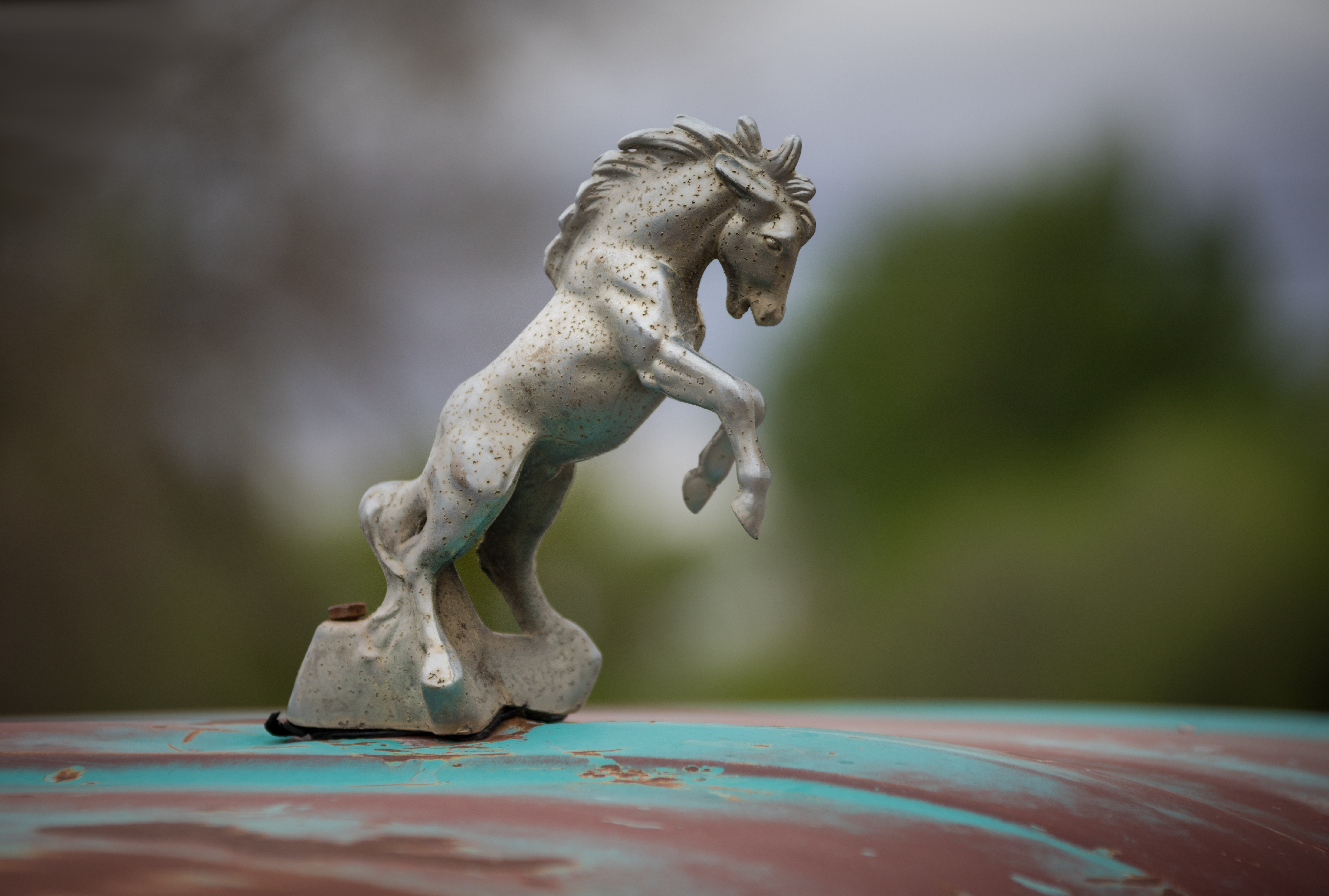 Stallion