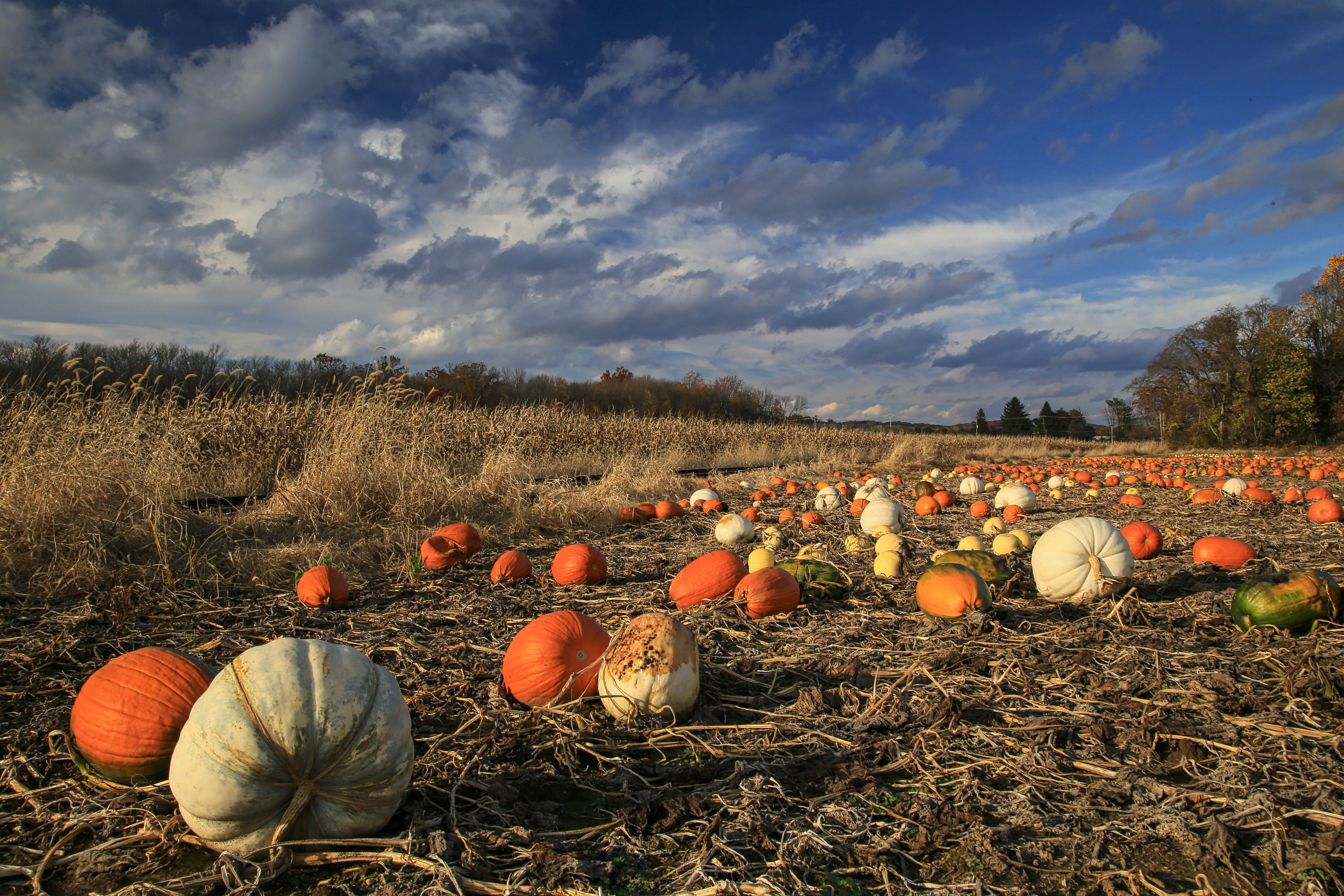 Magic Pumpkin Patch
