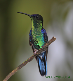 HONDORAS HUMMINGBIRD