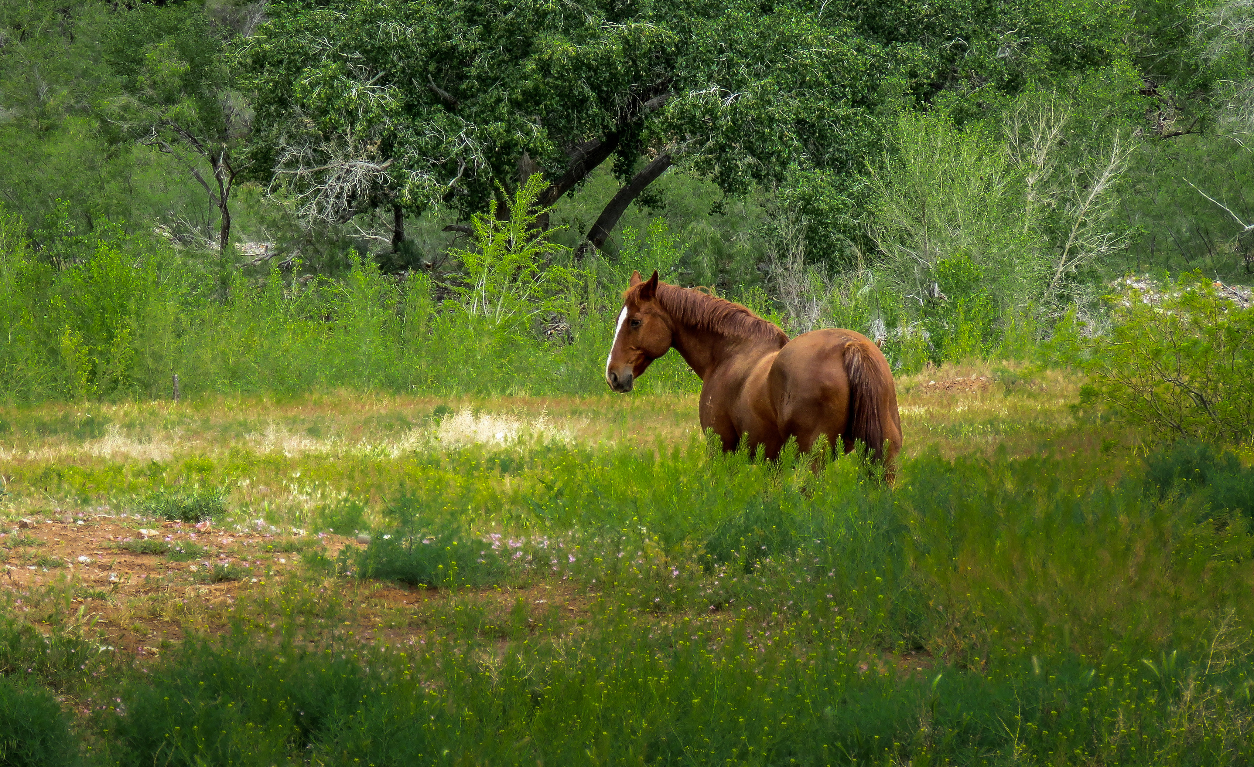 Born Free