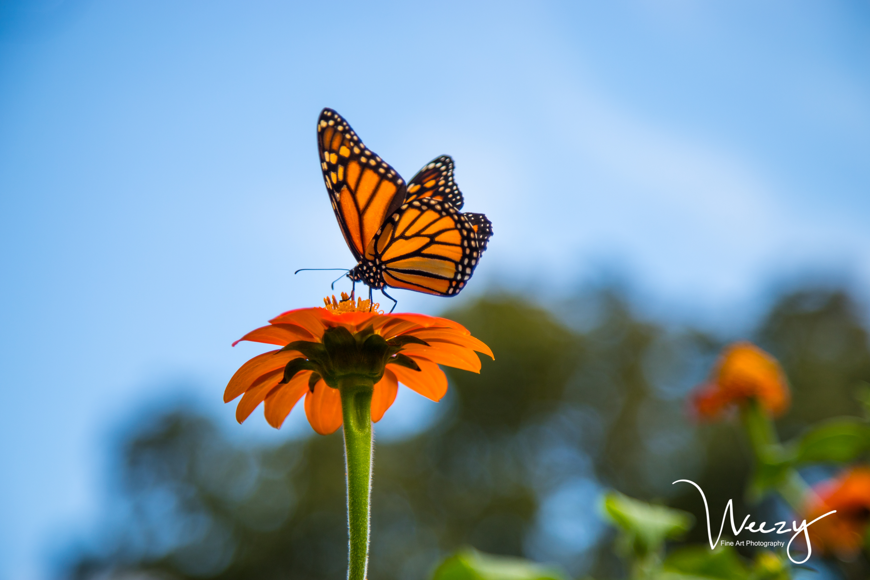 Orange Delight