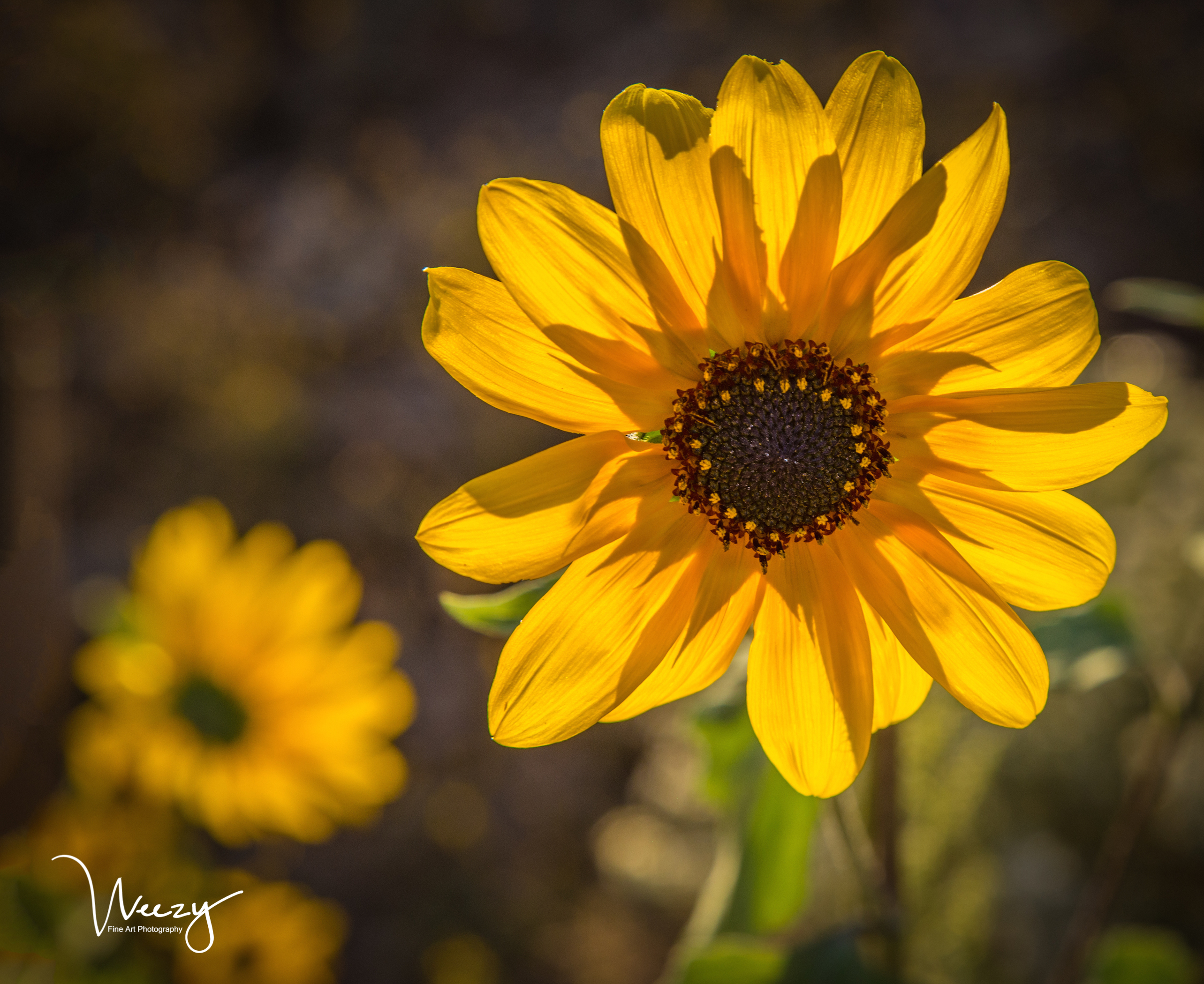 SUNNY