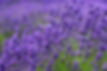 Lavender field_edited.jpg