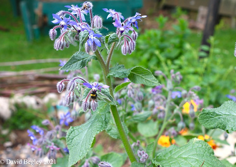 Begley-Borage- bee.jpg