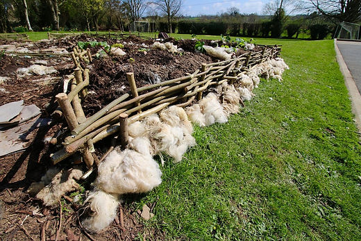 Begley wool and fence.jpeg