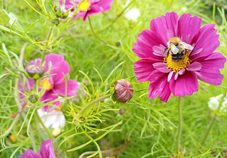 cosmos bee.jpg