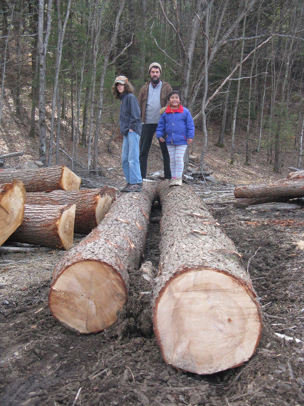 Slow Wood: Having our Forest and Cutting it Too
