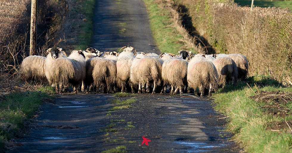 A roadblock - fitness barriers