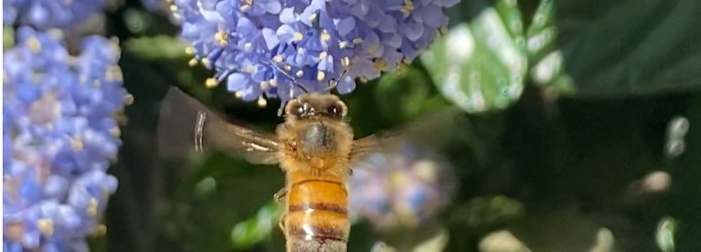Photo of a honey bee flying and pollinating a blue flower cluster.