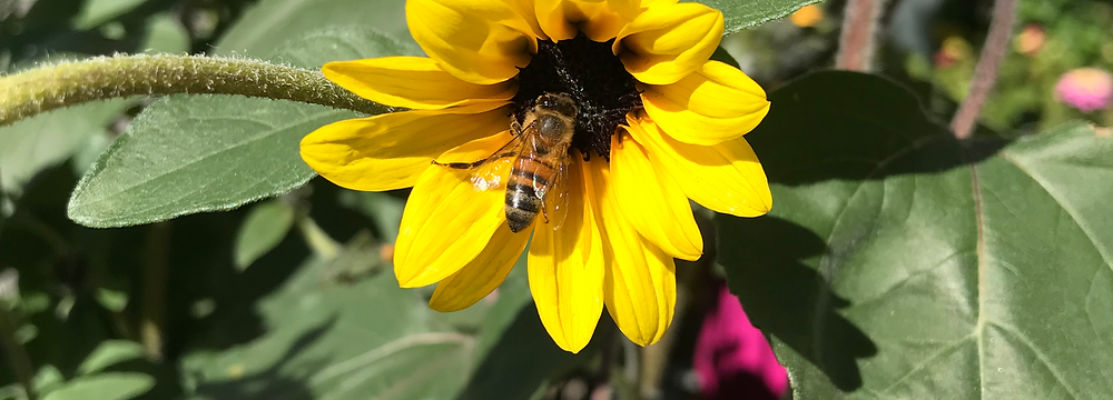 photo of a honey bee on a small bright yellow sunflower