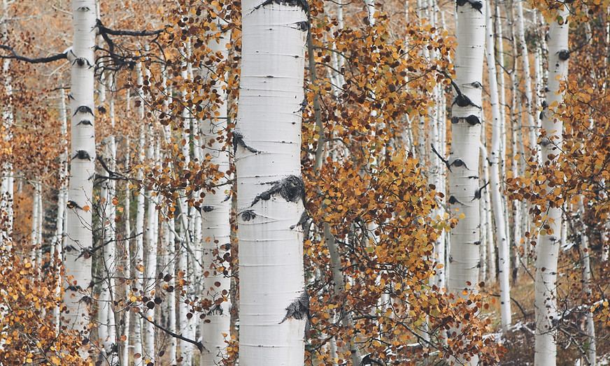 Dry Woods