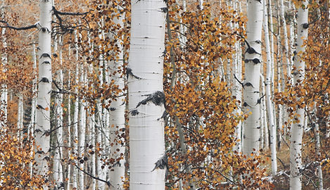 Dry Woods