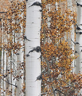 Dry Woods