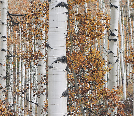 Dry Woods