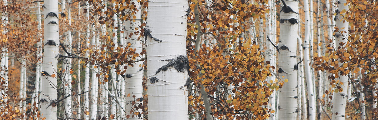 Dry Woods