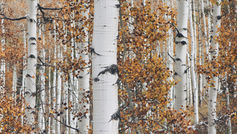 Innovation in green transition: Biobased products from Innomost