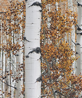 Dry Woods