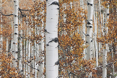 Dry Woods