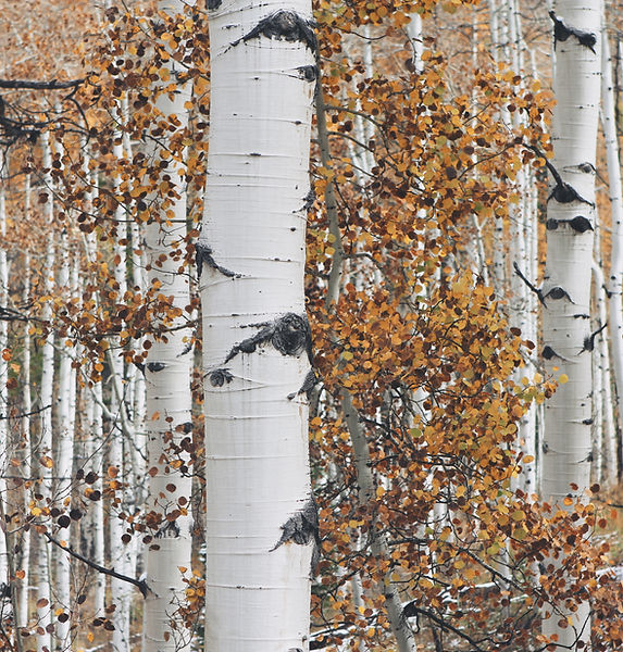 Dry Woods