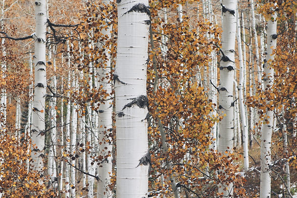 Dry Woods