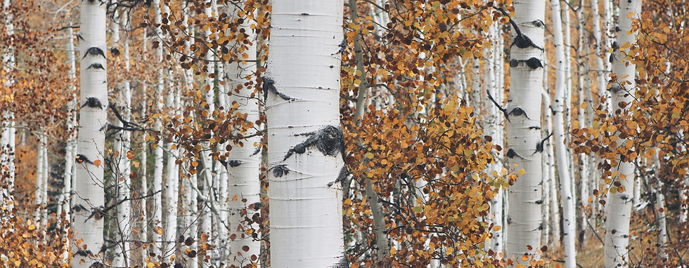 Aspen Tree Grove