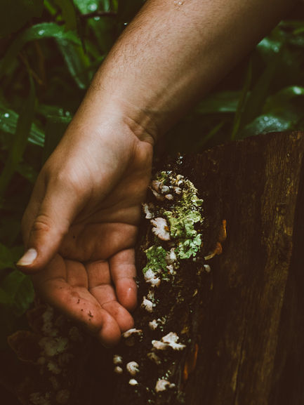 A close up photo of a hand next to some beautiful mushrooms growing on a fallen log. Fine art portrait photography by Lexi Bird Photography, Bucks County PA