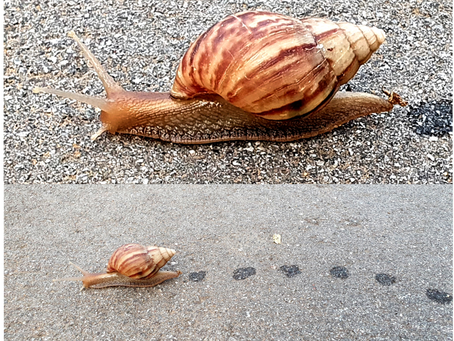 Inspirations from Nature