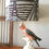 Thumbnail: Galah Table Lamp