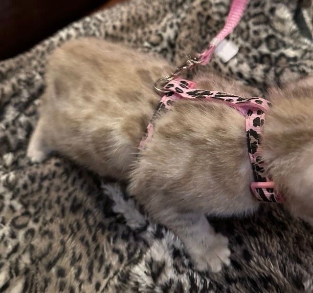 Miniatyrbilde: Kattungesele (xs), lyserosa med leopardmønster - regulerbar - ROSA