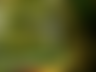 How to Work Energetically with Trees