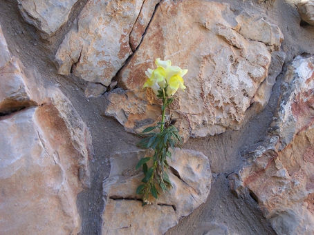 Panic Attacks – A Two Pronged Approach