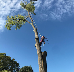 Arbor Bear Tree Care Expert Arborists in London with Transparent Pricing