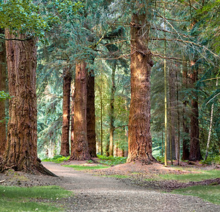 Redwoods.jpeg