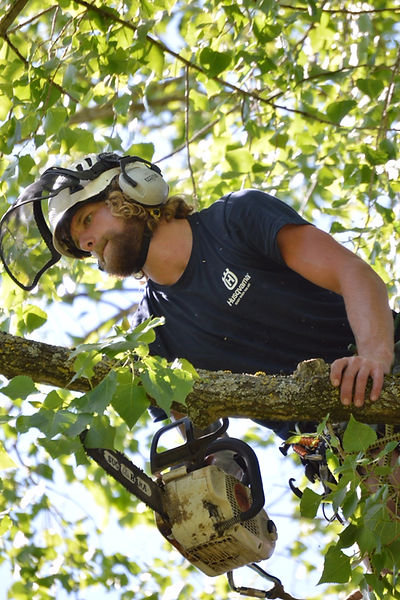 A tree surgeon climbing a tree with a chainsaw, in London.