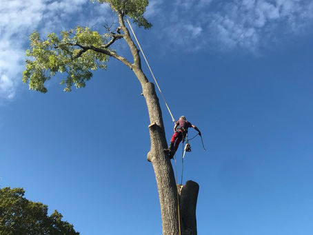 Luke Keavy Climbing a Large Tree