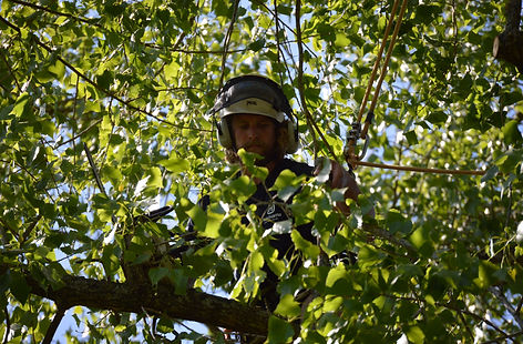 Luke Keavy - Arbor Bear Tree Care