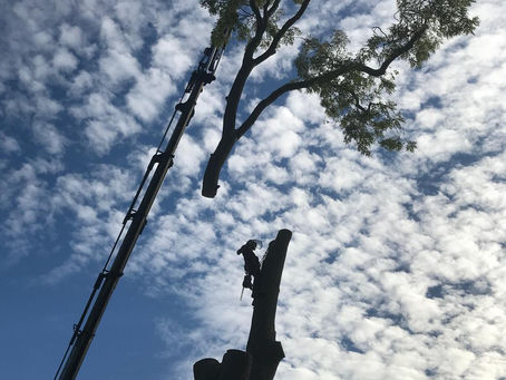 How to Choose a Tree Surgeon or Arborist in the New Forest